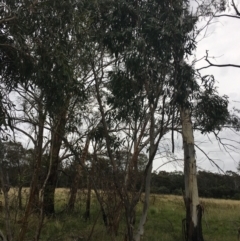 Eucalyptus pauciflora subsp. pauciflora (White Sally, Snow Gum) at Yarramundi Grassland
 - 14 Jan 2024 by dwise