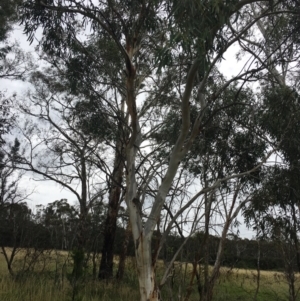 Eucalyptus pauciflora subsp. pauciflora at Yarramundi Grassland
 - 14 Jan 2024