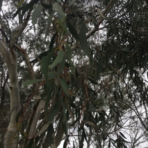 Eucalyptus pauciflora subsp. pauciflora at Yarramundi Grassland
 - 14 Jan 2024 05:36 PM