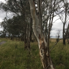 Eucalyptus pauciflora subsp. pauciflora at Yarramundi Grassland
 - 14 Jan 2024