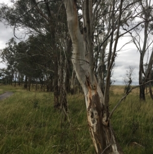 Eucalyptus pauciflora subsp. pauciflora at Yarramundi Grassland
 - 14 Jan 2024