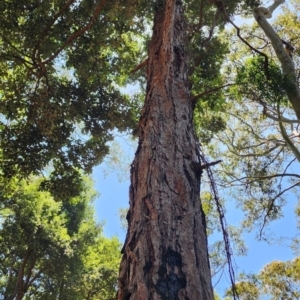 Syncarpia glomulifera at Murramarang National Park - 29 Jan 2024