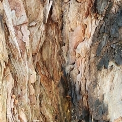 Syncarpia glomulifera at Murramarang National Park - 29 Jan 2024