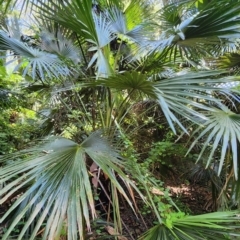 Livistona australis (Australian Cabbage Palm) at Termeil, NSW - 29 Jan 2024 by Steve818