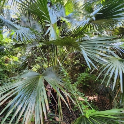 Livistona australis (Australian Cabbage Palm) at Termeil, NSW - 29 Jan 2024 by Steve818