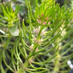 Myriophyllum variifolium (Varied Water-milfoil) at Jerangle, NSW - 28 Jan 2024 by JaneR