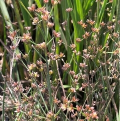 Juncus articulatus subsp. articulatus (Jointed Rush) at Jerangle, NSW - 28 Jan 2024 by JaneR