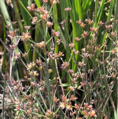 Juncus articulatus subsp. articulatus (Jointed Rush) at Jerangle, NSW - 28 Jan 2024 by JaneR