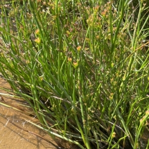 Juncus articulatus subsp. articulatus at Jerangle, NSW - 28 Jan 2024