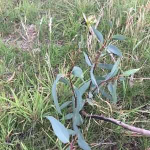 Eucalyptus pauciflora subsp. pauciflora at Yarramundi Grassland
 - 14 Jan 2024