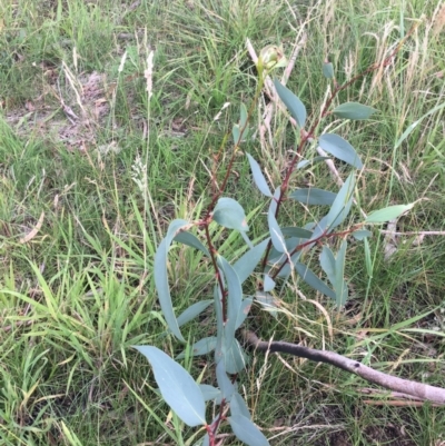 Eucalyptus pauciflora subsp. pauciflora (White Sally, Snow Gum) at Yarralumla, ACT - 14 Jan 2024 by dwise
