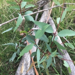 Eucalyptus pauciflora subsp. pauciflora at Yarramundi Grassland
 - 14 Jan 2024 05:35 PM