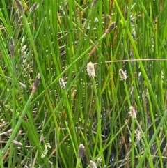 Eleocharis acuta (Common Spike-rush) at Jerangle, NSW - 28 Jan 2024 by JaneR