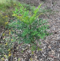 Nandina domestica at Greenway, ACT - 15 Jan 2024