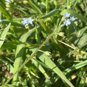 Myosotis laxa subsp. caespitosa at Jerangle, NSW - 28 Jan 2024