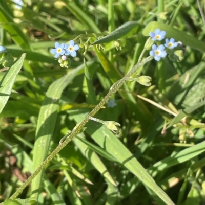 Myosotis laxa subsp. caespitosa (Water Forget-me-not) at Jerangle, NSW - 28 Jan 2024 by JaneR