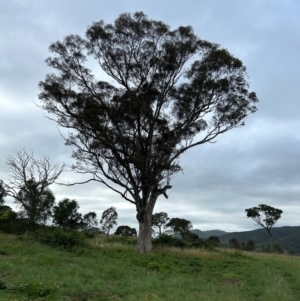 Eucalyptus blakelyi at Bullen Range - 16 Jan 2024