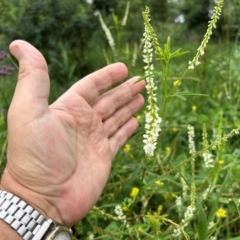 Melilotus albus (Bokhara) at Greenway, ACT - 16 Jan 2024 by dwise