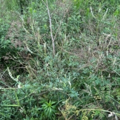 Melilotus albus at Pine Island to Point Hut - 17 Jan 2024