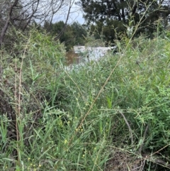 Melilotus albus at Pine Island to Point Hut - 17 Jan 2024 10:13 AM