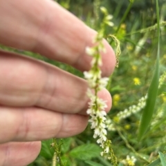 Melilotus albus at Pine Island to Point Hut - 17 Jan 2024