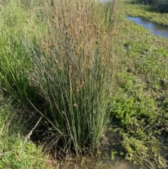 Juncus sarophorus at Jerangle, NSW - 28 Jan 2024