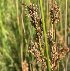 Juncus sarophorus at Jerangle, NSW - 28 Jan 2024