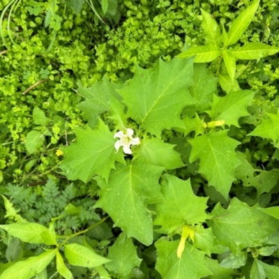 Datura stramonium (Common Thornapple) at Pine Island to Point Hut - 16 Jan 2024 by dwise