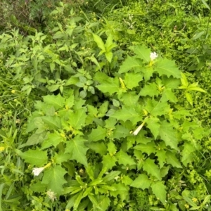 Datura stramonium at Pine Island to Point Hut - 17 Jan 2024