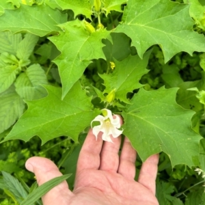 Datura stramonium at Pine Island to Point Hut - 17 Jan 2024