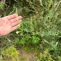 Melilotus albus (Bokhara Clover) at Pine Island to Point Hut - 17 Jan 2024 by dwise
