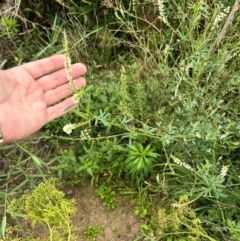 Melilotus albus (Bokhara) at Greenway, ACT - 16 Jan 2024 by dwise