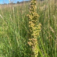 Rumex crispus (Curled Dock) at Jerangle, NSW - 28 Jan 2024 by JaneR