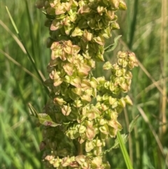 Rumex crispus at Jerangle, NSW - 28 Jan 2024 04:01 PM