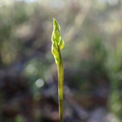 Corunastylis cornuta (Horned Midge Orchid) at Aranda Bushland - 27 Jan 2024 by CathB