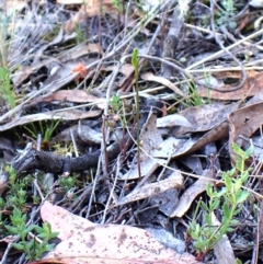 Corunastylis cornuta at Aranda Bushland - 28 Jan 2024