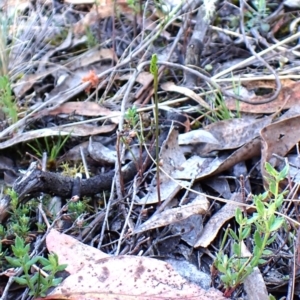 Corunastylis cornuta at Aranda Bushland - suppressed