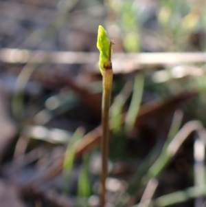 Corunastylis cornuta at Aranda Bushland - suppressed