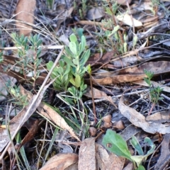 Corunastylis cornuta at Aranda Bushland - suppressed