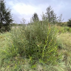 Salix sp. at Point Hut to Tharwa - 17 Jan 2024