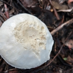 zz agaric (stem; gills white/cream) at Cook, ACT - 18 Jan 2024 by dwise