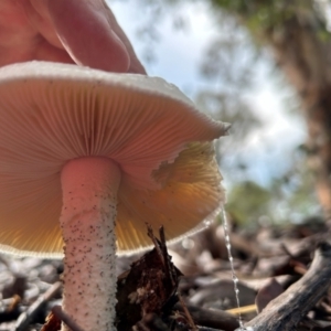 zz agaric (stem; gills white/cream) at Cook, ACT - 18 Jan 2024 07:01 AM