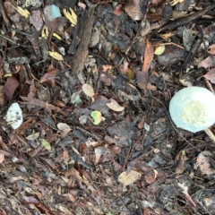 zz agaric (stem; gills white/cream) at Cook, ACT - 18 Jan 2024 07:01 AM