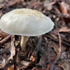 zz agaric (stem; gills white/cream) at Cook, ACT - 18 Jan 2024