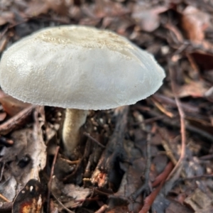 zz agaric (stem; gills white/cream) at Cook, ACT - 18 Jan 2024 07:01 AM