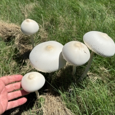 Macrolepiota dolichaula (Macrolepiota dolichaula) at Greenway, ACT - 18 Jan 2024 by dwise