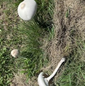 Macrolepiota dolichaula at Pine Island to Point Hut - 18 Jan 2024 02:22 PM