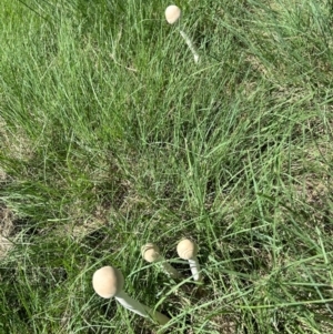 Macrolepiota dolichaula at Pine Island to Point Hut - 18 Jan 2024 02:22 PM