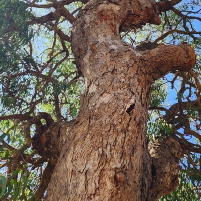 Eucalyptus longifolia (Woollybutt) at Kioloa, NSW - 29 Jan 2024 by Steve818