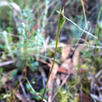 Speculantha rubescens (Blushing Tiny Greenhood) at Aranda Bushland - 28 Jan 2024 by CathB